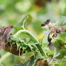 참새농장 이미지