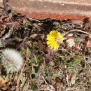 서양민들레 Taraxacum officinale F.H.Wigg.종 이미지