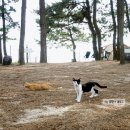 뉴해송펜션 이미지