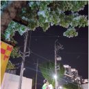 봉산 이팝나무길 이미지