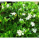 (주)나무대통령 이미지