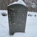 관음사의 왕벚나무자생지 이미지