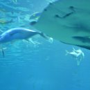 아쿠아리움 이미지