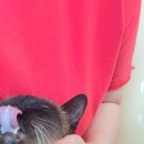 포포(For paw) 이미지