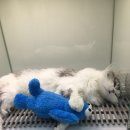 아프지말게 동물병원 이미지