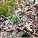 지리산큰나무 이미지