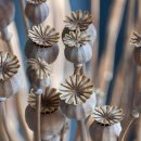 건강과약초 이미지