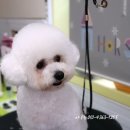 고우니미용실 이미지