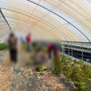 서부농장 | 농협 청년농부사관학교 14기 딸기반 4주 차 후기 : 안성 살아보기