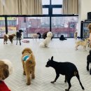 체크인독 애견유치원 이미지