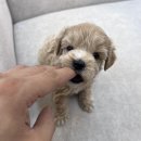 오독강아지안심분양센터