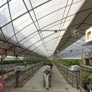 새터 | 대부도 아이랑 갈만한곳 새터소망농원 딸기체험 재방문 후기