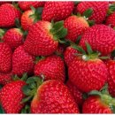 청정농원 | 안성 딸기체험 다녀온 하루, 청정딸기농원에서 즐긴 달콤한 시간