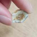 티라미스 | 일본 유우카 티라미스 초콜릿 맛 내돈내산 솔직 후기