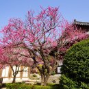 [1박 3일] 봄꽃여행 ; 3월 16일(밤)~3월 18일(양산/부산/거제) 이미지