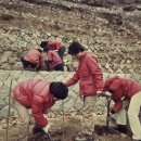 1976 식목등반 이미지