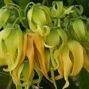 일랑일랑 이미지