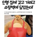 알바 Daum카페