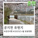 248 | 춘천, 공지천 벚꽃 현황과 사이로248출렁다리 후기