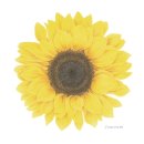 조아름 카카오 검색결과