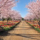 퍼피스테이 온수수영장 애견펜션 | 태안 세계튤립꽃박람회