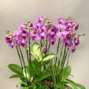 하나로꽃집 이미지