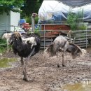 유구농장 이미지