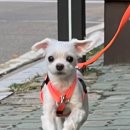 우리들의 댕댕이 이미지