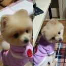 더 도그맘 이미지