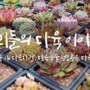 다육이야기 이미지