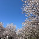 인천대공원 벚꽃축제 후기 + 벚꽃 명소(인천, 시흥, 부천)