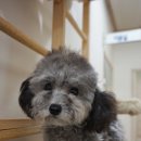 펫토이동물병원 이미지