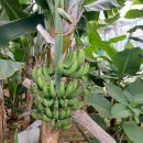 주촌농장 이미지