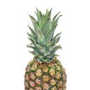 색연필 보태니컬 아트 이미지