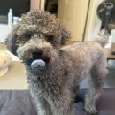 애개애개 이미지