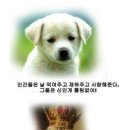멍뭉이 이미지