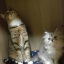 주식회사 드림펫푸드 이미지