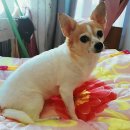 강아지 나라 이미지