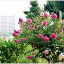 삼계천 이미지