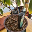 푸른 식물병원 이미지