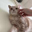 라이브펫 | 고양이 펫시터 어플 &#39;와요 Wayo&#39; 방문탁묘 후기🐱 내돈내산, 비용