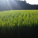 정족2리 이미지