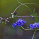 평창들꽃 이미지