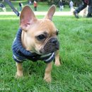 불독(bulldog) 이미지