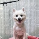 하루가다르개 이미지