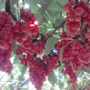 다락골농장 이미지