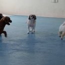 애견훈련소 보담 이미지