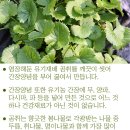 청일유기식품