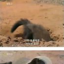 벌꿀 오소리