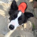 한량이네 민박 이미지